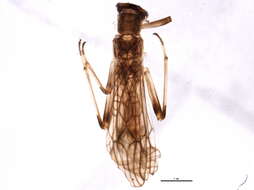 Image of Malenka flexura (Claassen 1923)