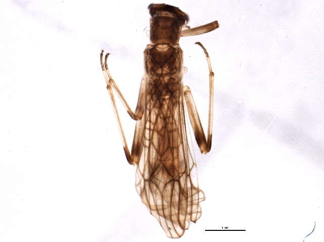 Image of Malenka flexura (Claassen 1923)