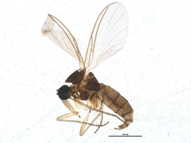 Image of Dichopygina duplicis Vilkamaa, Hippa & Komarova 2004