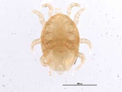 Image of Melicharidae