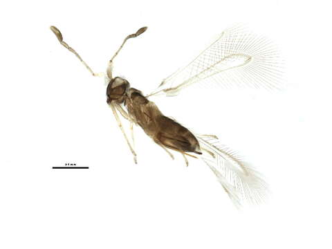 Image of Anagrus ustulatus Haliday 1833