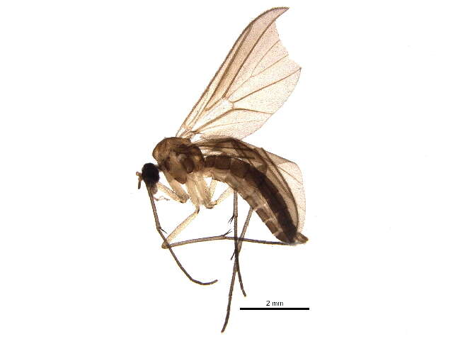 Image of Diadocidiidae