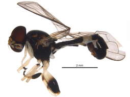 Image of Peg-legged Pufftail