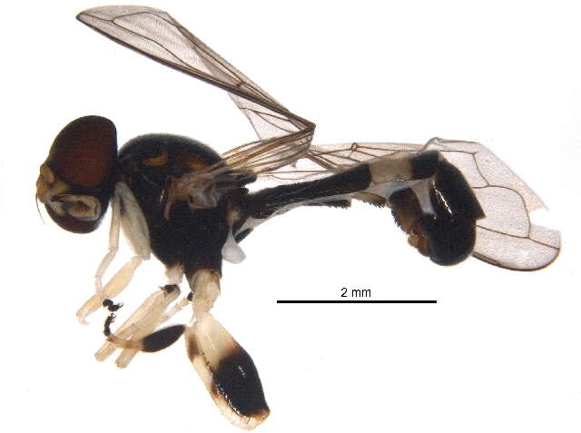Image of Peg-legged Pufftail