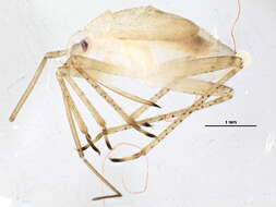 Image of Neolygus contaminatus (Fallen 1807)