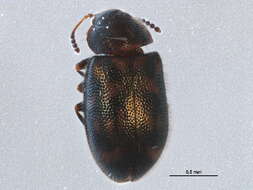 Image of Tetratoma (Abstrulia) canadensis Nikitsky 2004