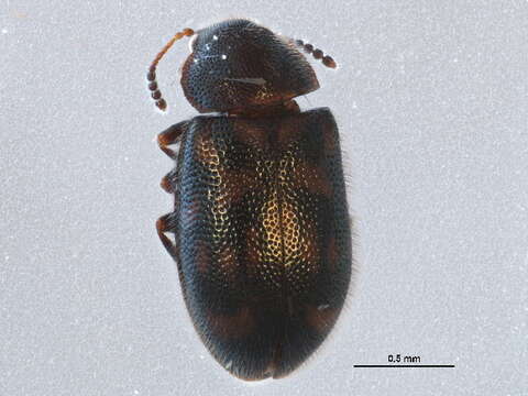 Image of Tetratoma (Abstrulia) canadensis Nikitsky 2004