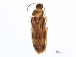 Image of false darkling beetles