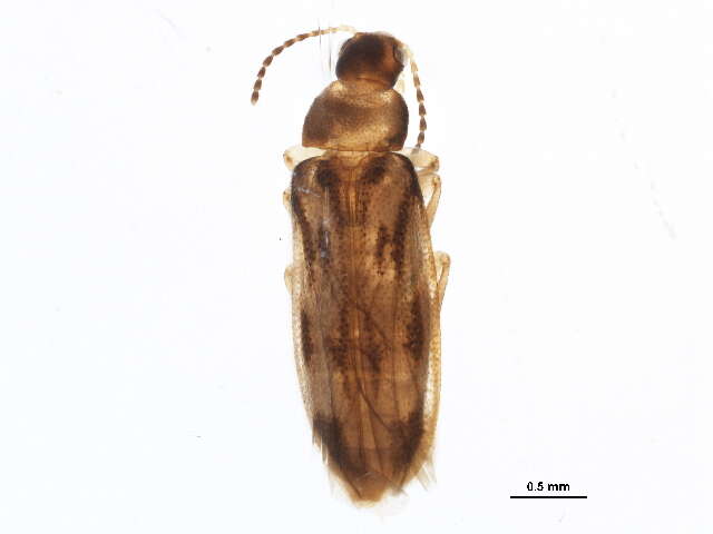 Image of false darkling beetles