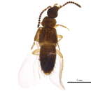 Image of Atheta (Dimetrota) burwelli (Lohse 1990)