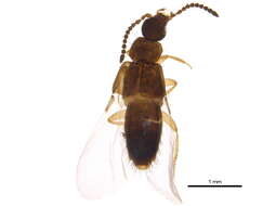 Image of Atheta (Dimetrota) burwelli (Lohse 1990)