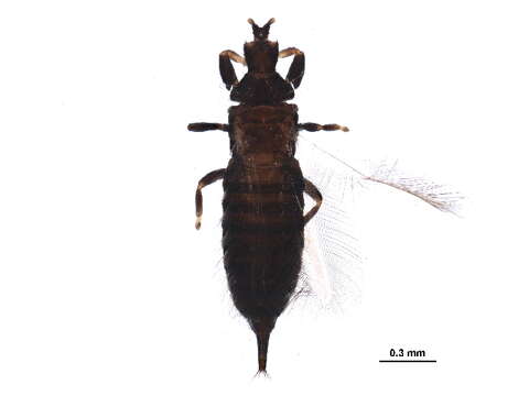 صورة Hoplothrips japonicus (Karny 1913)