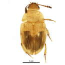 Image of Leiodes puncticollis (Thomson & C. G. 1862)