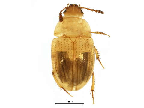 Image of Leiodes puncticollis (Thomson & C. G. 1862)