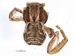 Image of Xysticus ampullatus Turnbull, Dondale & Redner 1965