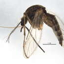 Image of Aedes ventrovittis Dyar 1916