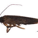 Image of Chionodes nigrobarbata Braun 1925