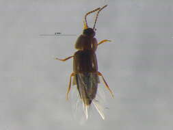 Image of Tachinus (Tachinus) angustatus Horn 1877