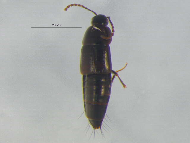 Image of Tachinus (Tachinus) angustatus Horn 1877