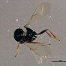 Image of <i>Trissolcus semistriatus</i>