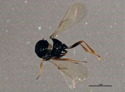 Image of <i>Trissolcus semistriatus</i>