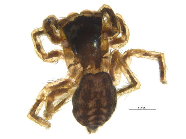 Image of Contrasting Jumping Spider