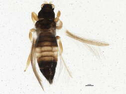 Image of Sericothrips