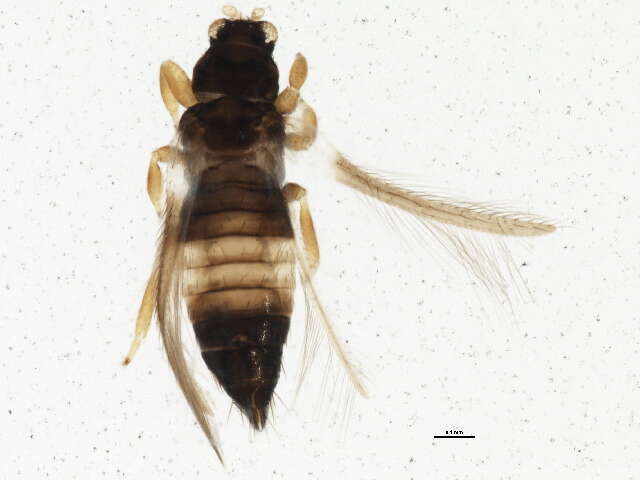 Image of Sericothrips