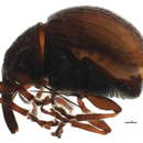 Image of <i>Microon canadensis</i>