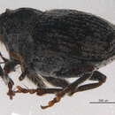 Image of <i>Ceutorhynchus mutabilis</i> Dietz