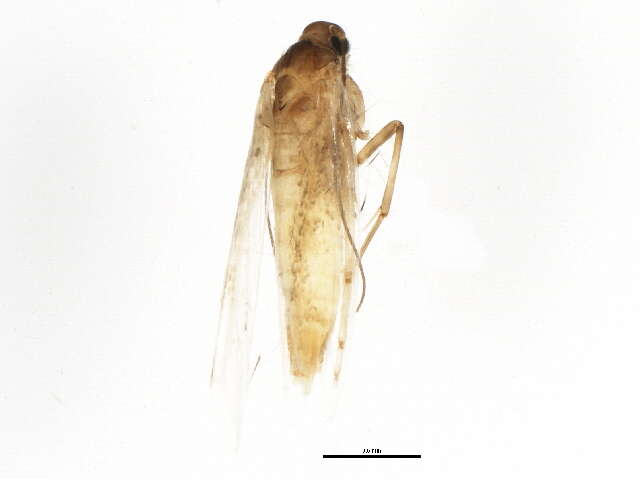 Image of Epermenioidea