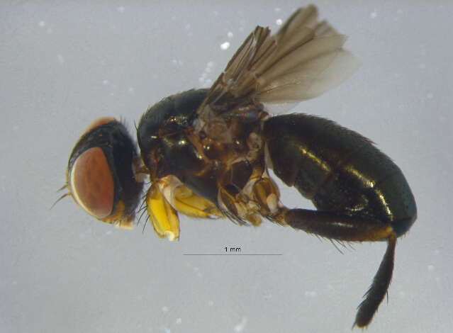 Image of woodlouse flies