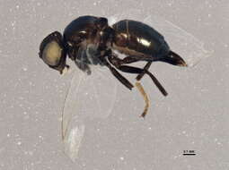 Image of Pseudonapomyza lacteipennis (Malloch 1913)