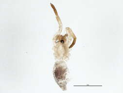 Image of Nodocion mateonus Chamberlin 1922