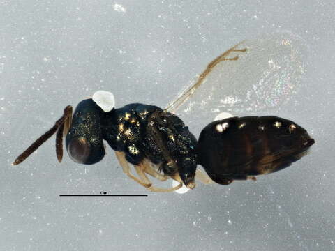 Image of Aphytis