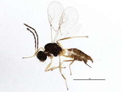 Image of Parasitoid wasp