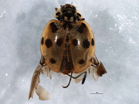 Image of twospotted lady beetle