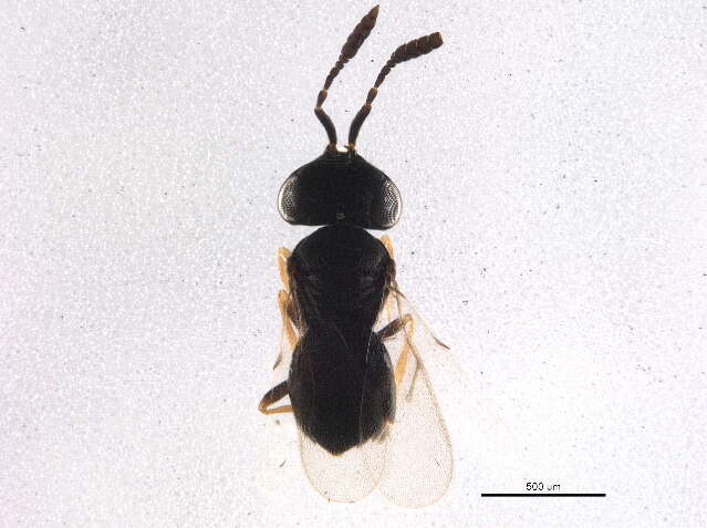 Image of <i>Trissolcus semistriatus</i>