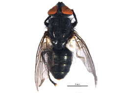 Image of Blaesoxipha falciformis (Aldrich 1916)