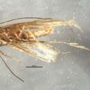 Image of Coleophora asterosella McDunnough 1944