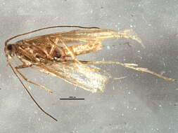 Image of Coleophora asterosella McDunnough 1944