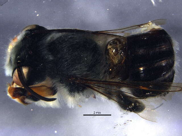 Plancia ëd Megachile dentitarsus Sladen 1919