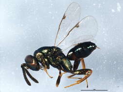 Image of <i>Microdontomerus montivagus</i>