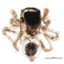 Image of Habronattus