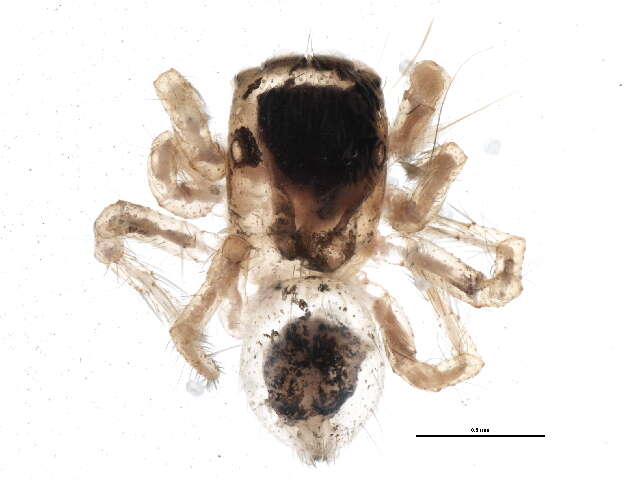 Image of Habronattus