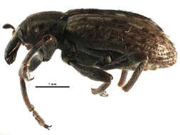 Image of Weevil