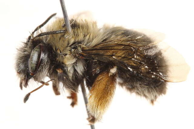 Image of Habropoda cineraria (Smith 1879)