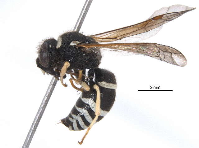 Image of Ancistrocerus