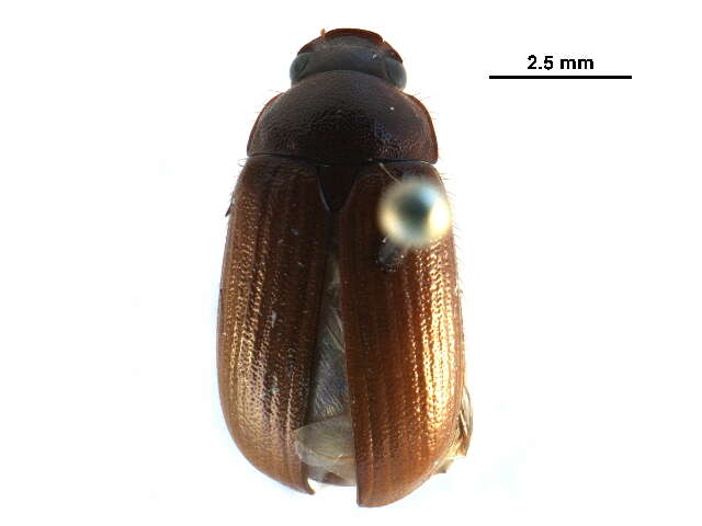 Image of Serica intermixta Blatchley 1910