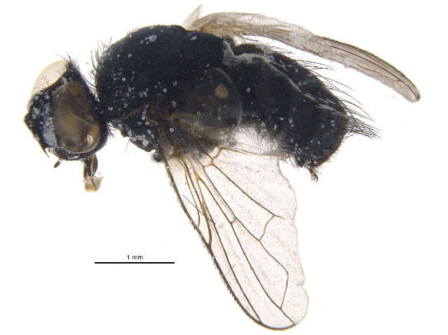 Image of Graphogaster